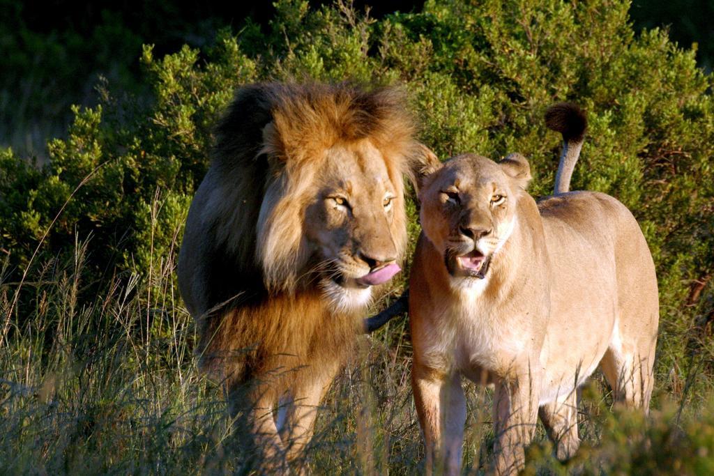 Leeuwenbosch Country House - Amakhala Game Reserve Luaran gambar
