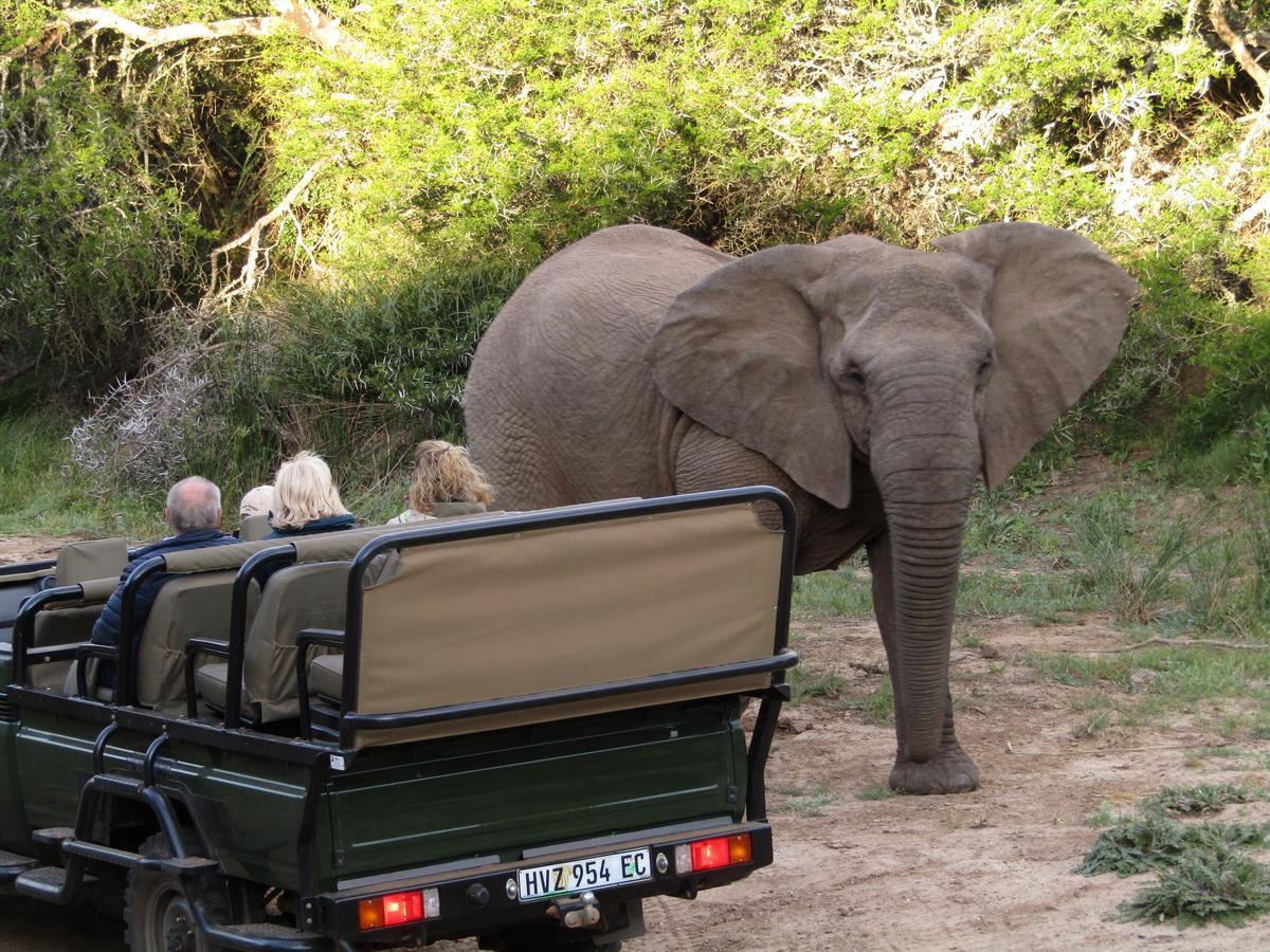 Leeuwenbosch Country House - Amakhala Game Reserve Luaran gambar