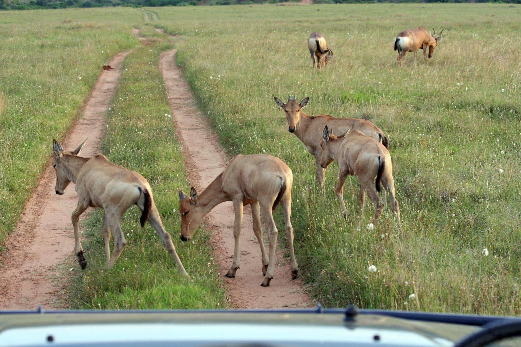 Leeuwenbosch Country House - Amakhala Game Reserve Luaran gambar