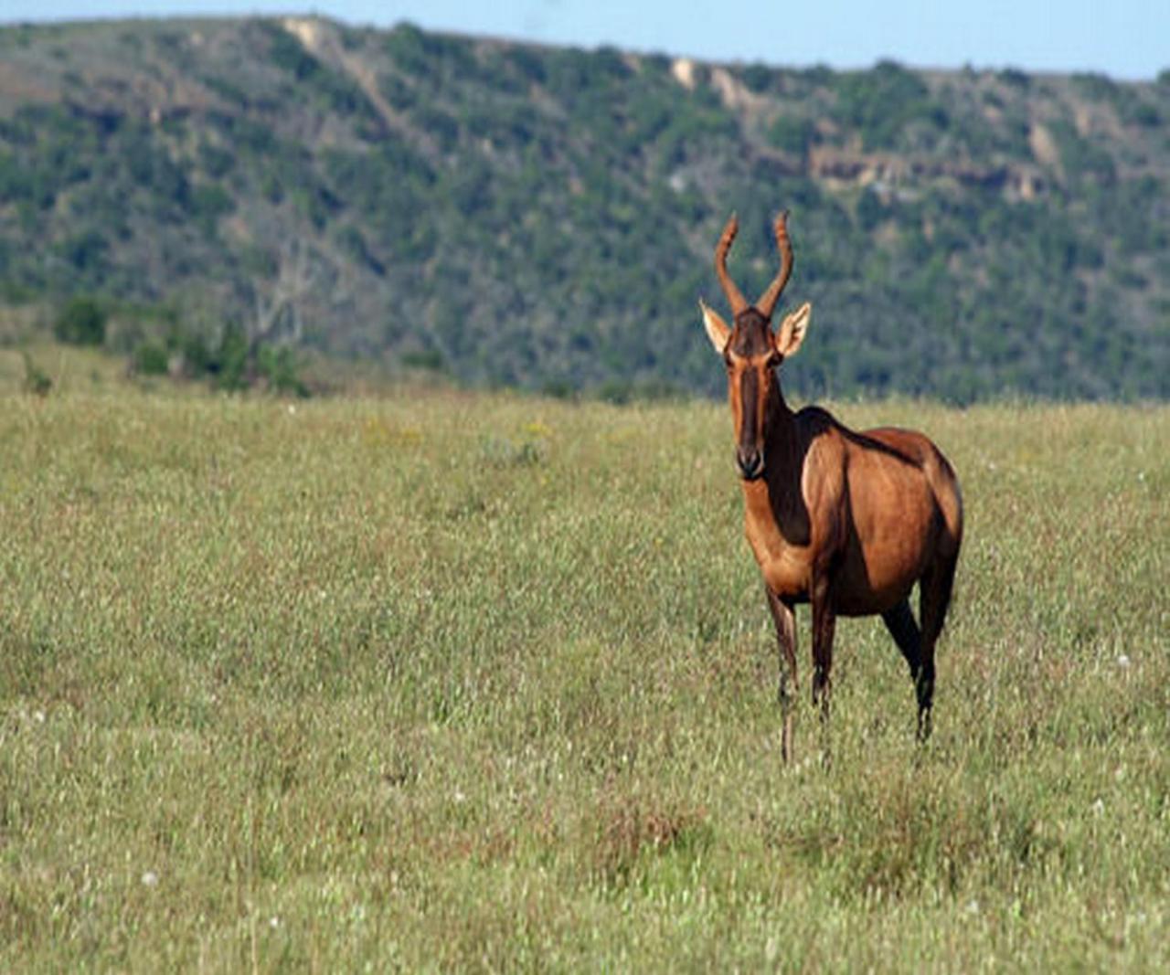 Leeuwenbosch Country House - Amakhala Game Reserve Luaran gambar